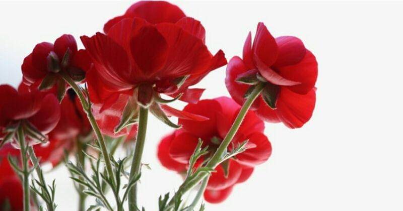 Unplash/Lavi Perchik