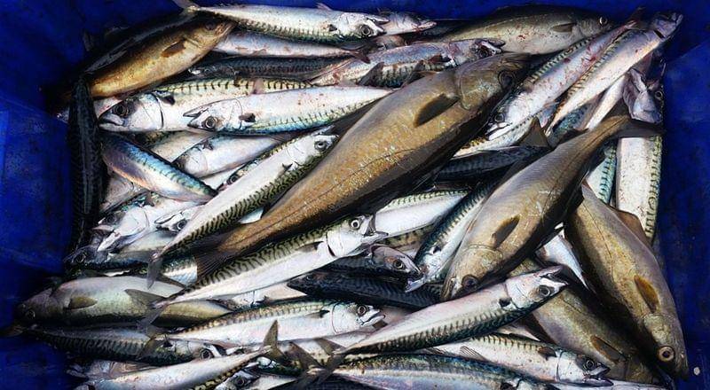 pixabay.com/cgowson1