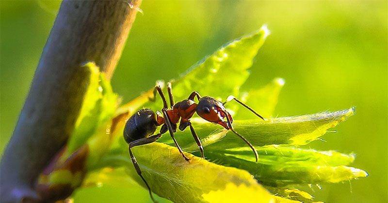 Pixabay/diego_torres