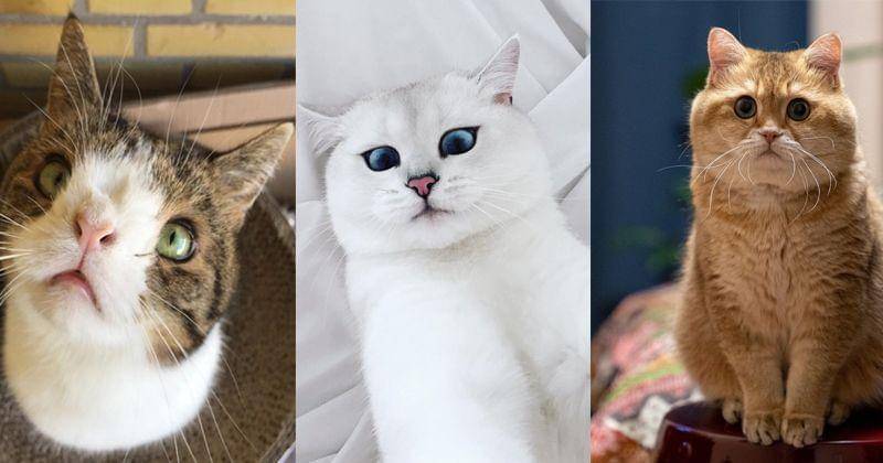 Instagram.com/monty_happiness, Instagram.com/cobythecat,Instagram.com/hosico_cat