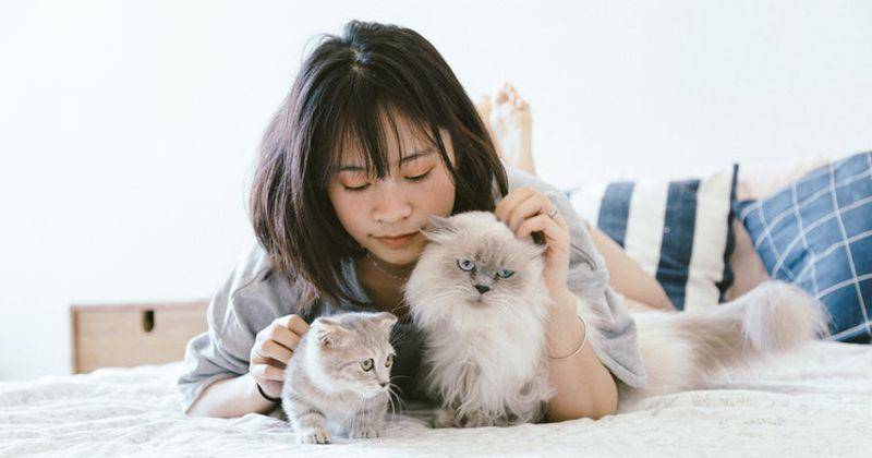 7 Cara Merawat Kucing Anggora, Seru Banget!