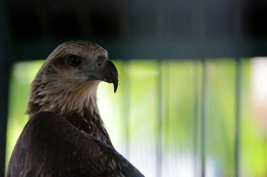 5 Satwa Ikonik Indonesia yang Terancam Punah, Ini Kondisi Terbarunya