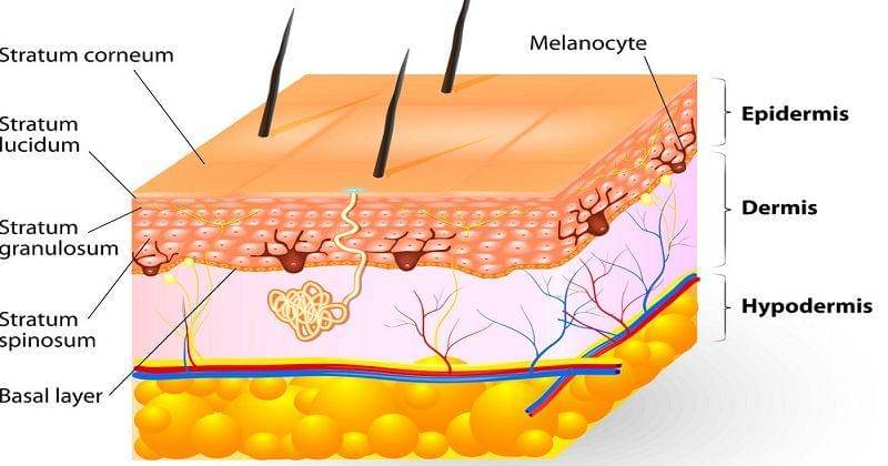vectorstock/designua