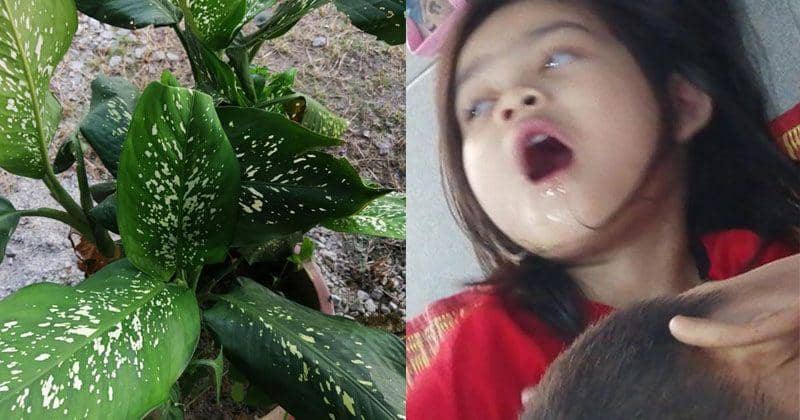 Seorang Anak Kejang Keracunan, Usai Memakan Tanaman Hias Sang Mama
