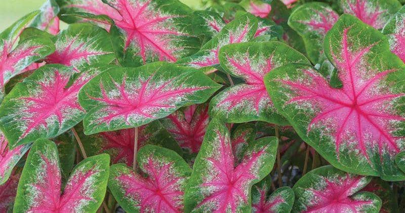 longfield-gardens.com