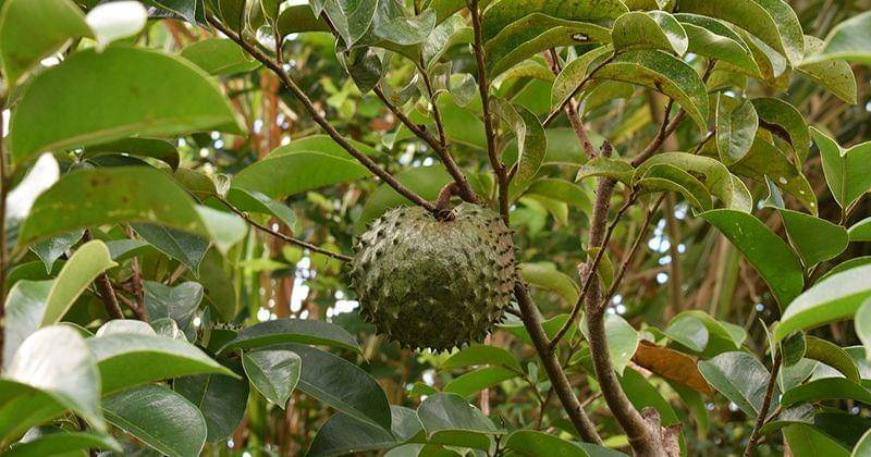 Pixabay/Hernanvargasp