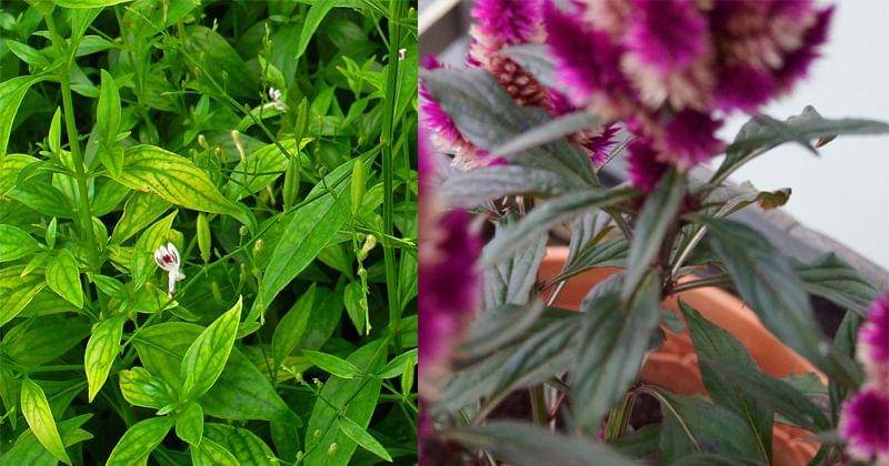 id.wikipedia.org,pxhere.com