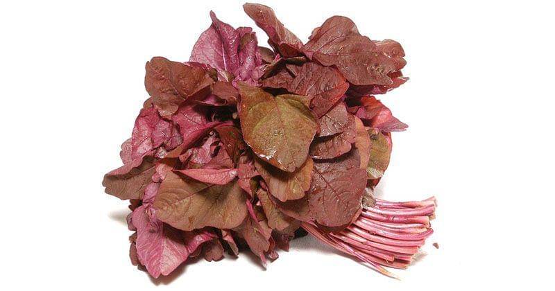 bukalapak.com/LAPAK BENIH