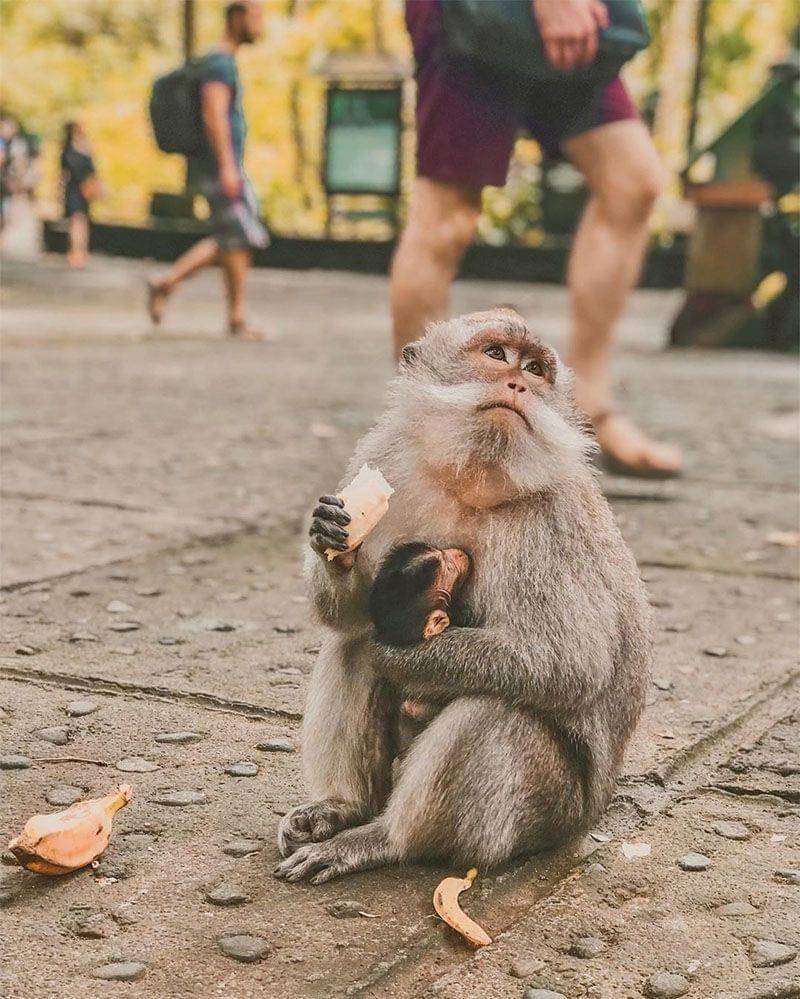 Instagram.com/monkeyforestsanctuaryubud