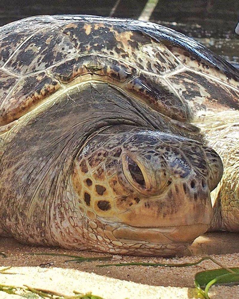 Instagram.com/faikrifki