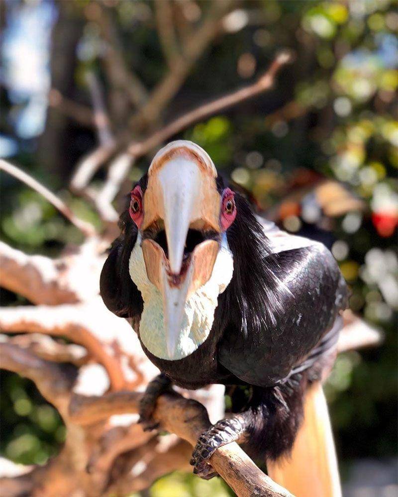 Instagram.com/balibirdparkofficial