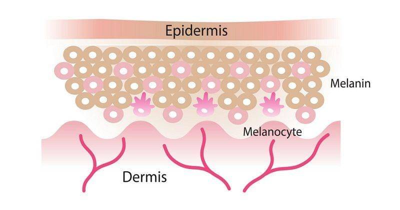 Vectorstock/mosterpiece