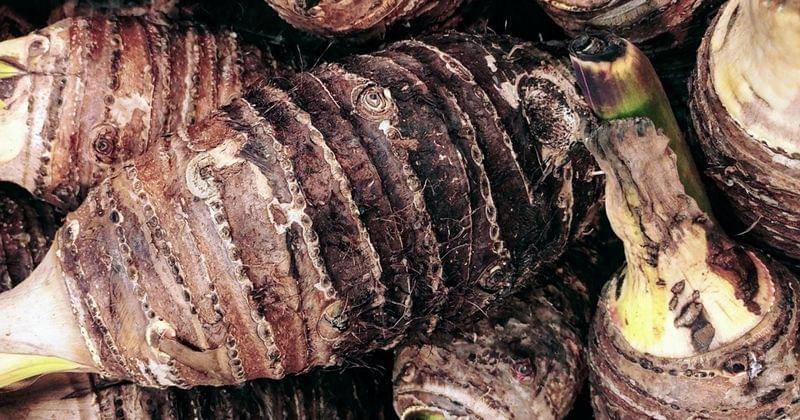 Pixabay.com/pisauikan