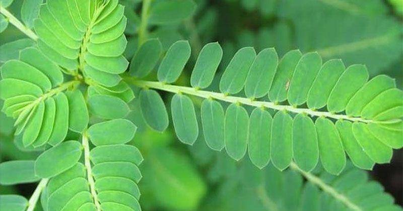 Bukalapak.com/Syahferianwar