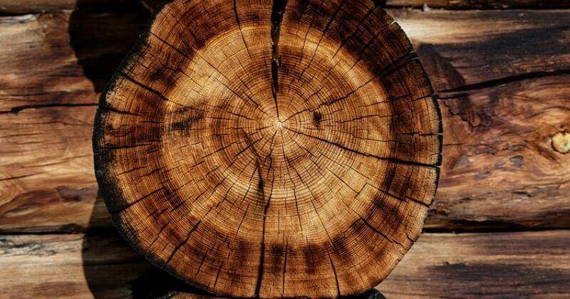 Unplash/Joel & Jasmin Førestbird