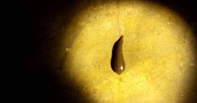 Facebook/Napaporn Thanawong