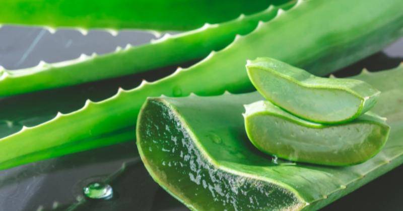 Freepik/Trumronnarong