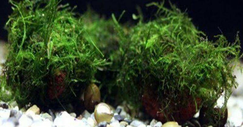 Arizona Aquatic Gardens