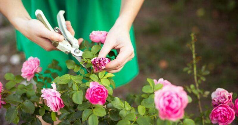 Freepik/ponomarenroolga