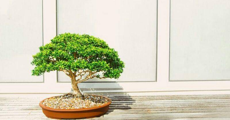 Unplash/Todd Trapani