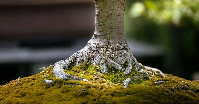 Unplash/Samuel Zeller