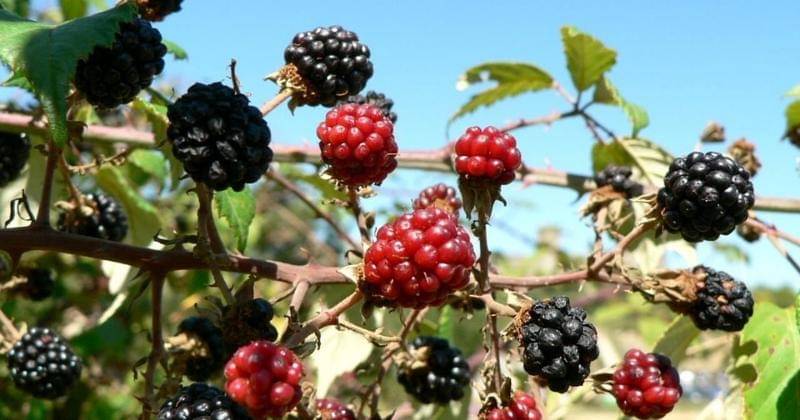 Pixabay/PublicDomainImages