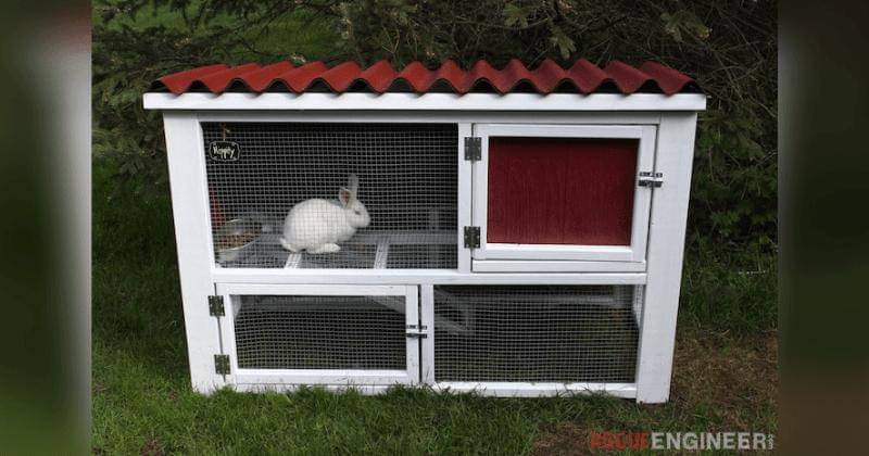 Cara Memelihara Kelinci yang Benar