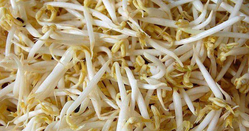 Cara Menyimpan Taoge di Kulkas