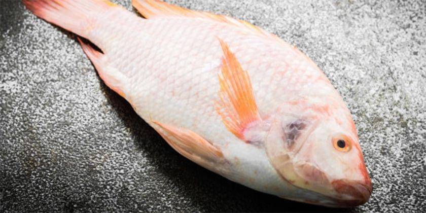 Freepik/lifeforstock