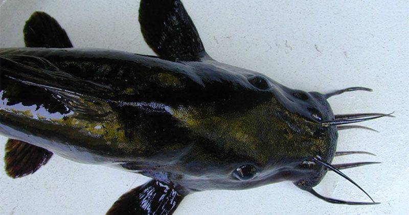 australianmuseum.net.au