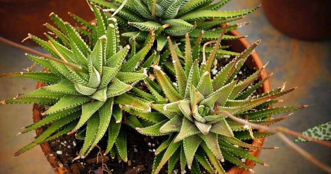 Pixnio/Toper Domingo