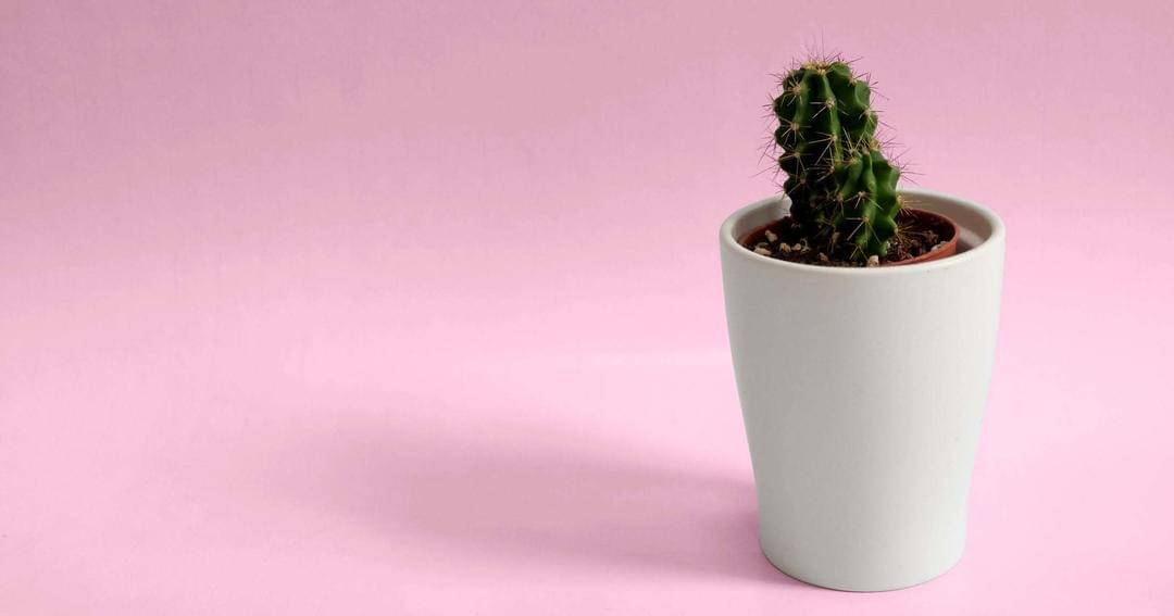 Pexels/Alizee Marchand