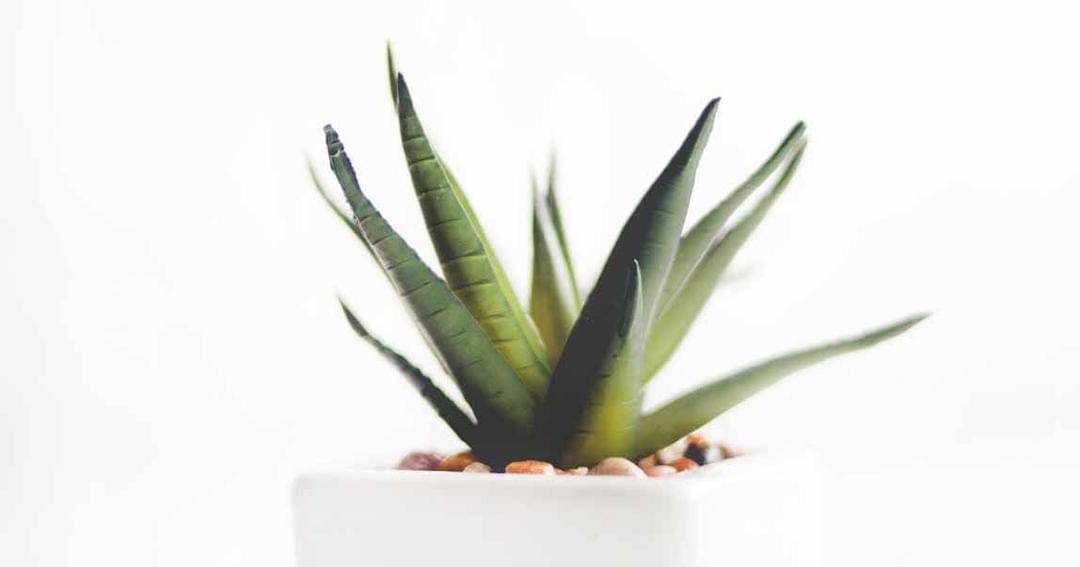 Pexels/Dominika Roseclay