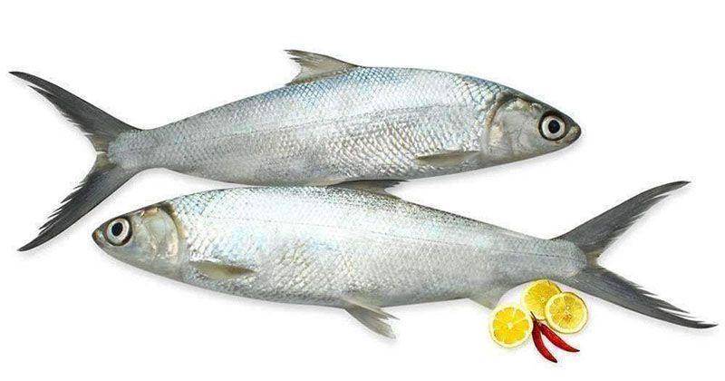 fishhub.ae