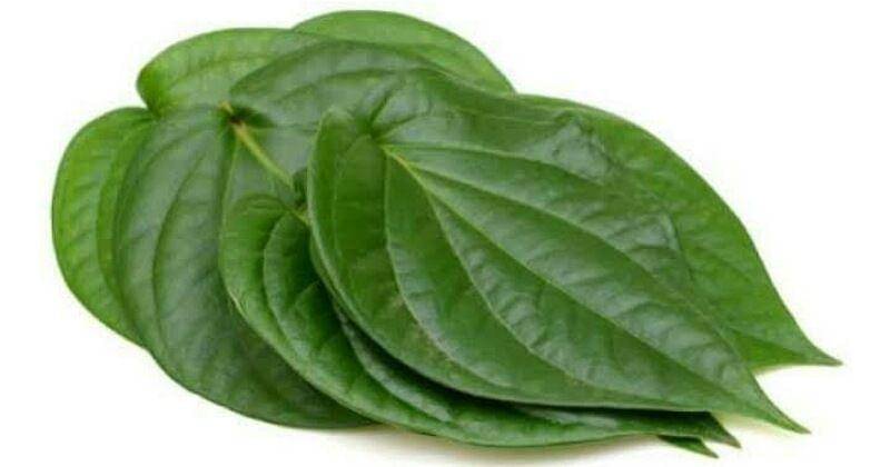 Essentialoilscompany.com