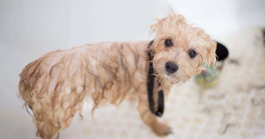 Pexels/Benjamin Lehman