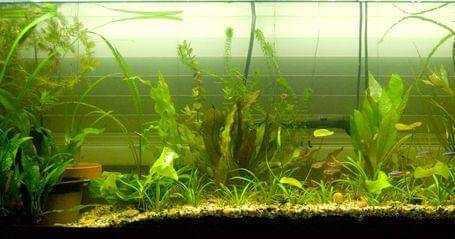 Wordpress/Cahayawahyu