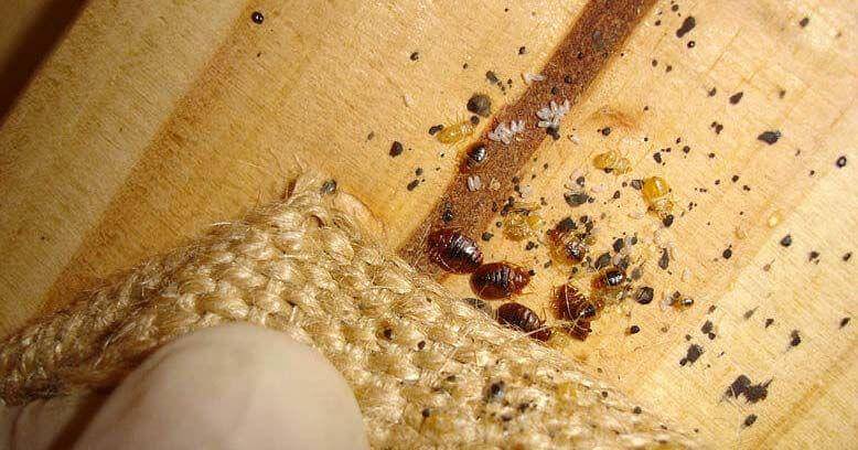 What Kills Bed Bugs
