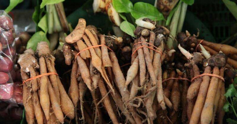 gingerwoodnursery.com