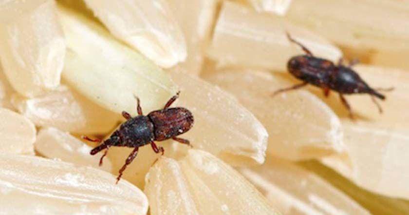 hartsextermination.com