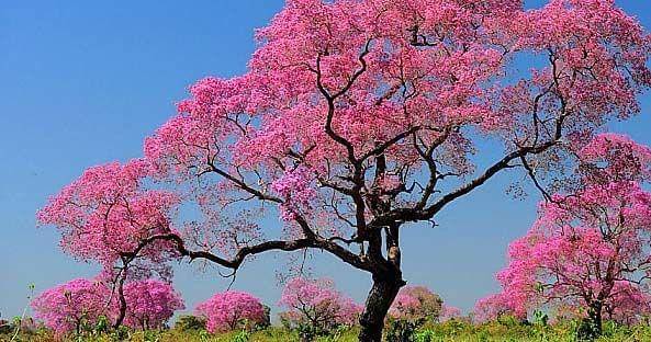 hardwoodgenomics.org