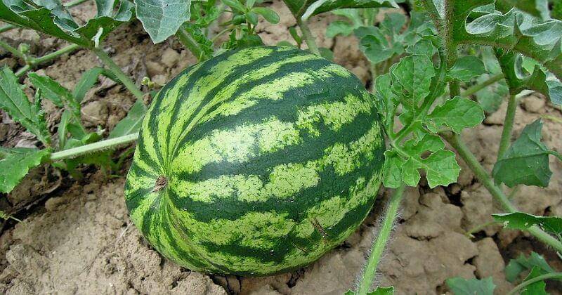 Pixabay/Crepessuzette