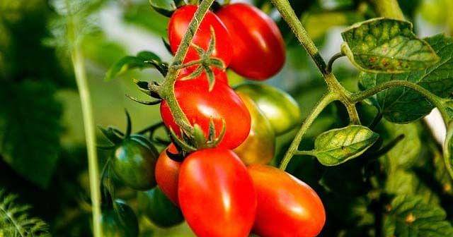 technologynetworks.com