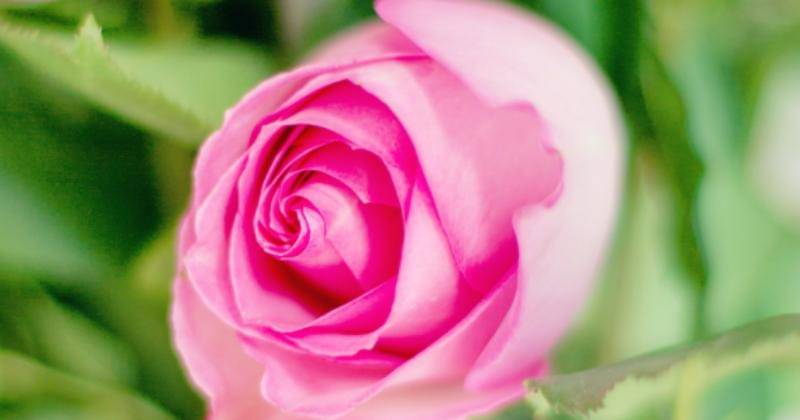 Pexels/Jill Wellington