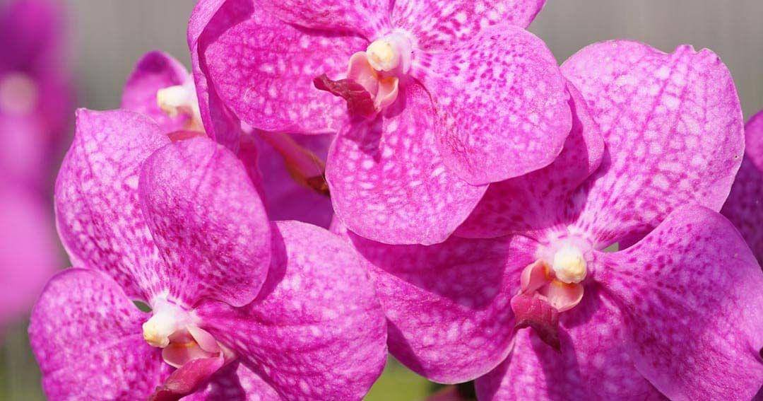 amthaiorchids.com