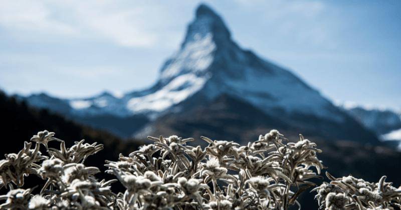 Unsplash/Stéphane Mingot