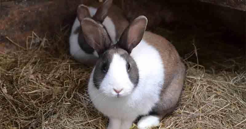 Cara Memelihara Kelinci yang Benar