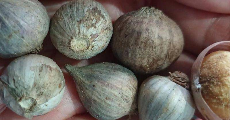 Instagram.com/zaidulakbar