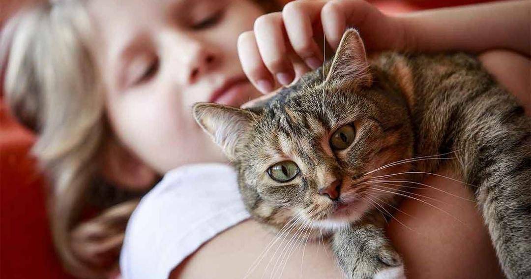 fearfreehappyhomes.com