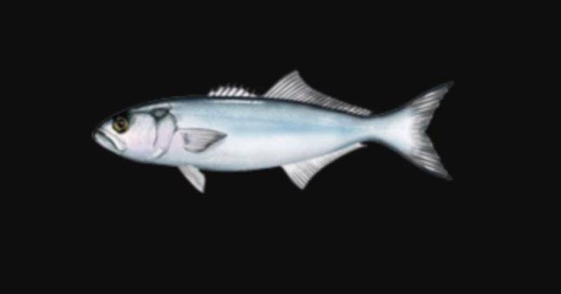 naturepicsl.blogspot.com